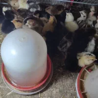 تخم مرغ نطفه۹۰درصدو جوجه