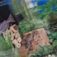 ماهی آکواریوم پنکوسی|ماهی|کرمانشاه, |دیوار