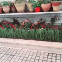 خدمات باغبانی هرسکاری کودهی گلکاری.متخصص.گلدون|خدمات باغبانی و درختکاری|تهران, نیروی هوایی (پیروزی)|دیوار