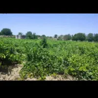 دنبال انگور چیدن هستم خودم تنها هستم اگه کسی خواست