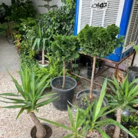 تنوع گل سرای مهگل