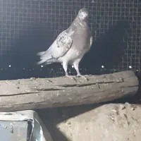 کفتر ماده