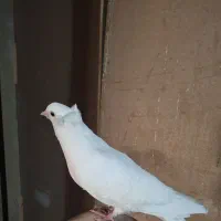 کبوتر کفتر سفید مهر