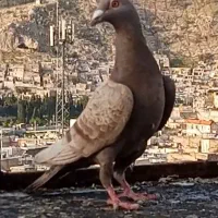 کفترماده سرور خطی