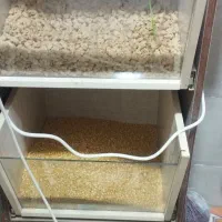 استند آجیل وخشکبار