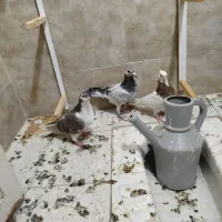 پرشی|پرنده|سبزوار, شرق کال جنوبی (شمس آبادی)|دیوار