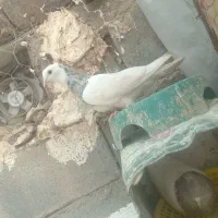 طوقی|پرنده|بم, |دیوار