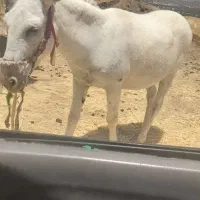 الاغ سرحال باری