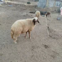 قوچ سنجابی