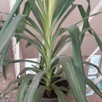 گل طبیعی و آپارتمانی|گل و گیاه طبیعی|یاسوج, |دیوار