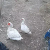 ۱۶ عدد بوقلمون ۷عدد غاز ۷عدد اردک اسراییلی