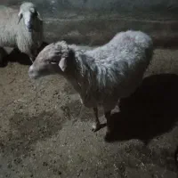 میش سینه کرده|حیوانات مزرعه|بجنورد, |دیوار