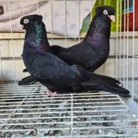 زاغ آبادانی