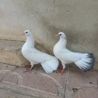 جوجه کبوتر دم چتری