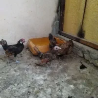 مرغ و خروس مینیاتوری