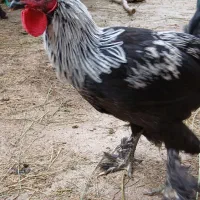خروس برهما