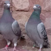 کبوتر مسافتی|پرنده|مشهد, آزادشهر|دیوار