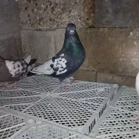 کبوتر طوقی و سینه ای و موشی