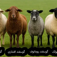 *فقط 3روز* فروش گوسفند تعاونی/نصفگوشت*خونی زنده|حیوانات مزرعه|مشهد, سپاد|دیوار