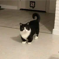 گربه اسکاتیش اصیل درحضور مشتری اهواز و خوزستان