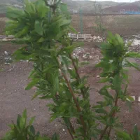 2-هزار-متر-باغ-فندوق