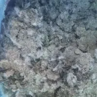 کود کفتر|گل و گیاه طبیعی|کاشمر, |دیوار