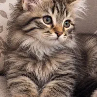 گربه چینچیلا چشم زیتونی وارداتی ۸ت