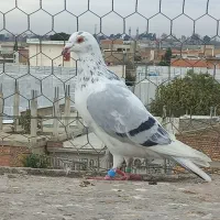 ساریه کت ماده