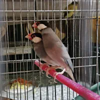 فنچ نرگسی و مرغ عشق انگلیسی