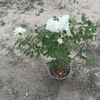 نسترن سفید و رز حنایی|گل و گیاه طبیعی|تهران, افسریه جنوبی|دیوار