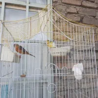 قناری نرو ماده