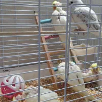 عروس هلندی لوتینو نرمه خور و سرلاکی