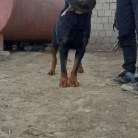 سگ روتوایلر