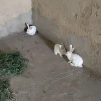 خرگوش‌سفید