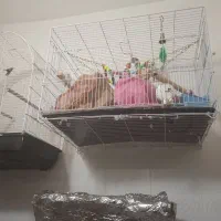 قفس پرنده دو عدد بزرگ و پایه دار دانه 500|لوازم جانبی حیوانات|تربت‌حیدریه, بهشت عسکری|دیوار