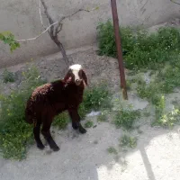 بره علف خور