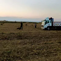 علف و پرس بادام زمینی|عمدهفروشی|اسلام آباد, |دیوار