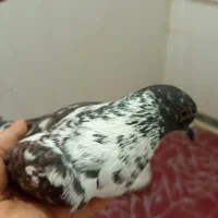 کبوتر گمشده|حیوانات|پارس‌آباد, |دیوار