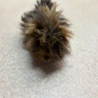 خوکچه هندی ناز و دستی|موش و خرگوش|تهران, فلسطین (میدان انقلاب)|دیوار