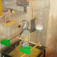 یه جفت عروس هلندی