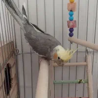 عروس هلندی طوطی|پرنده|محمدشهر, محمدشهر|دیوار