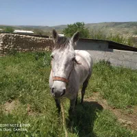 اسب قوی وخیلی چابک سرحال با کاه دسته گندم|اسب و تجهیزات اسبسواری|گلی داغ, |دیوار