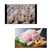 بوقلمون بیوتی