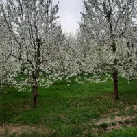 فروش-باغ-باغچه-زمین-مسکونی