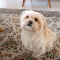 توله سگ شیتزو واگذاری