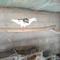 کبوتر مسافتی