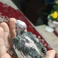 عروس هلندی|پرنده|مهاباد (آذربایجان غربی), |دیوار