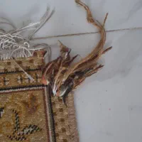 قالیچه گلیم ۱ در ۱/۵|گلیم، جاجیم، گبه|گنبد کاووس, |دیوار