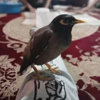 مرغ مینا|پرنده|لواسان, |دیوار