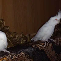 عروس هلندی|پرنده|اهواز, کمپلو شمالی|دیوار